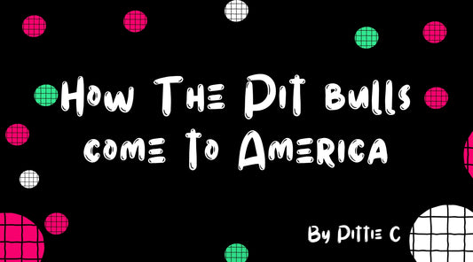 How The Pit bulls come to America - cover image blog | Pittie Choy