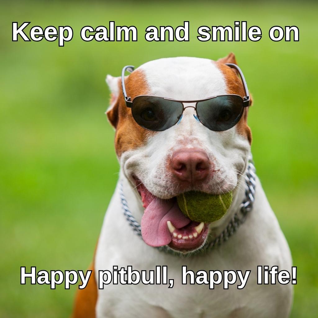 Happy_Pitbull_Happy_Life_smiling_pitbull_meme