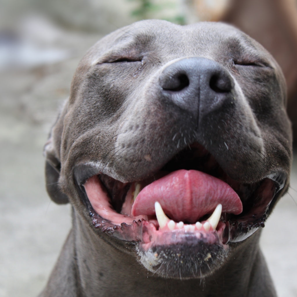 Pitbull Smiling with Teeth