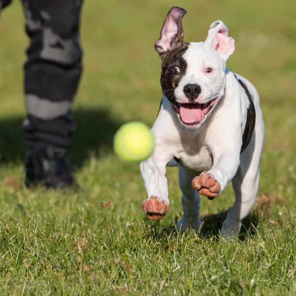 Smiling Pitbull Puppy play with ball