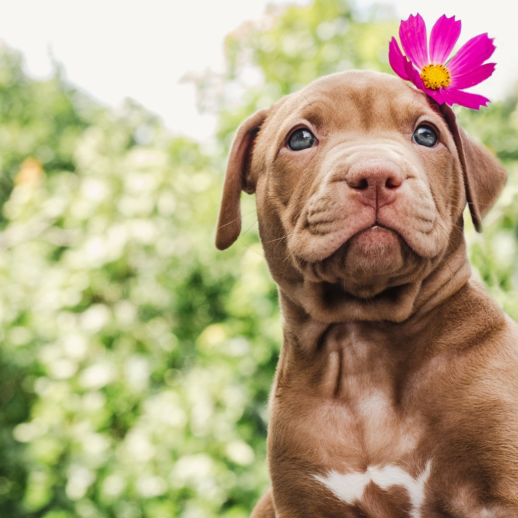 Pitbull puppy Smiling with flower