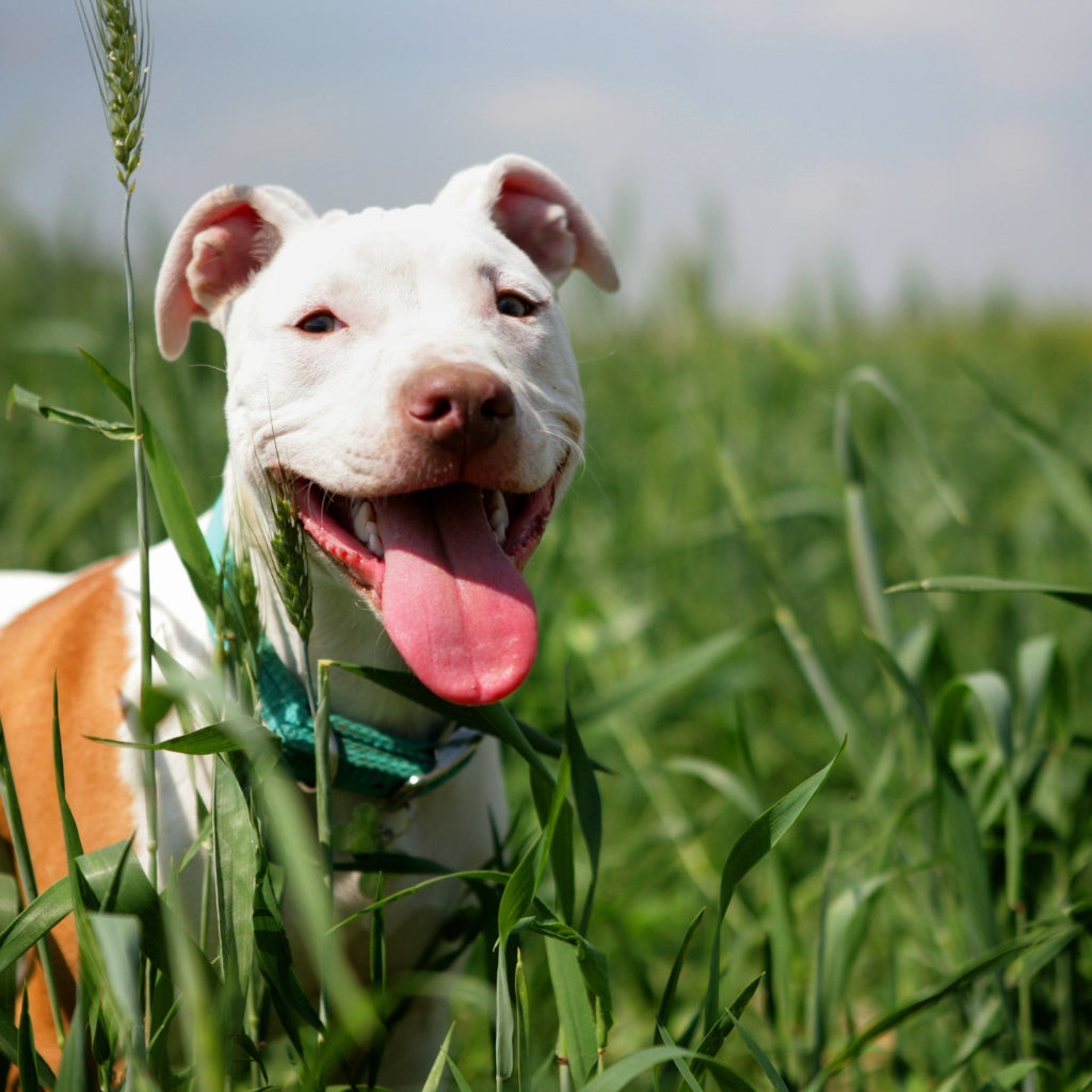 smiling pitbull - white and brown
