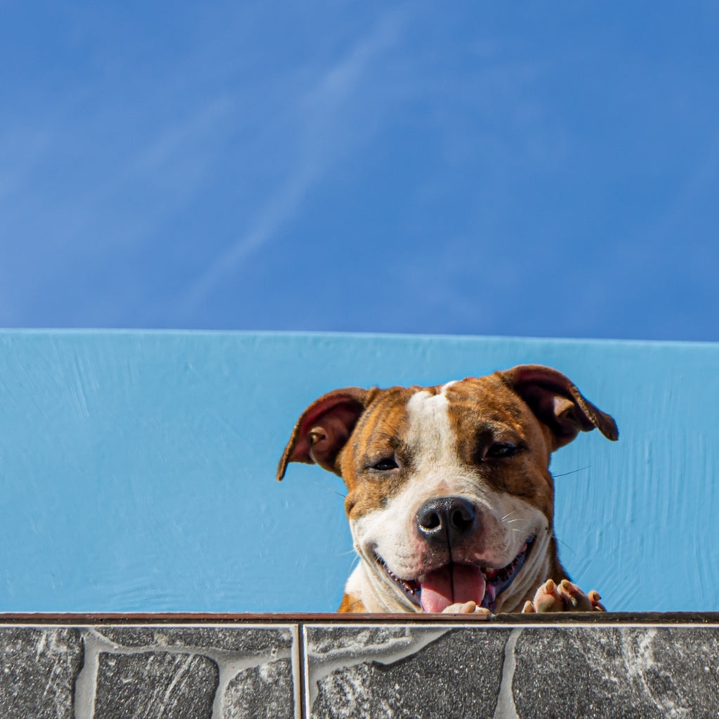 Pitbull puppy Smiling on balcony